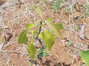 Mango saplings are growing well