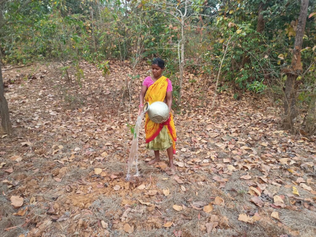 A tribal woman waters our saplings in Pallahara