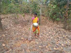 A tribal woman waters our saplings in Pallahara