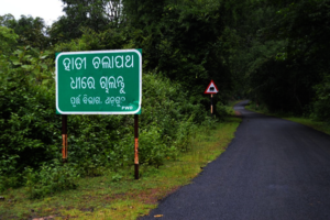 The Hairpin Bends where Elephants get Killed