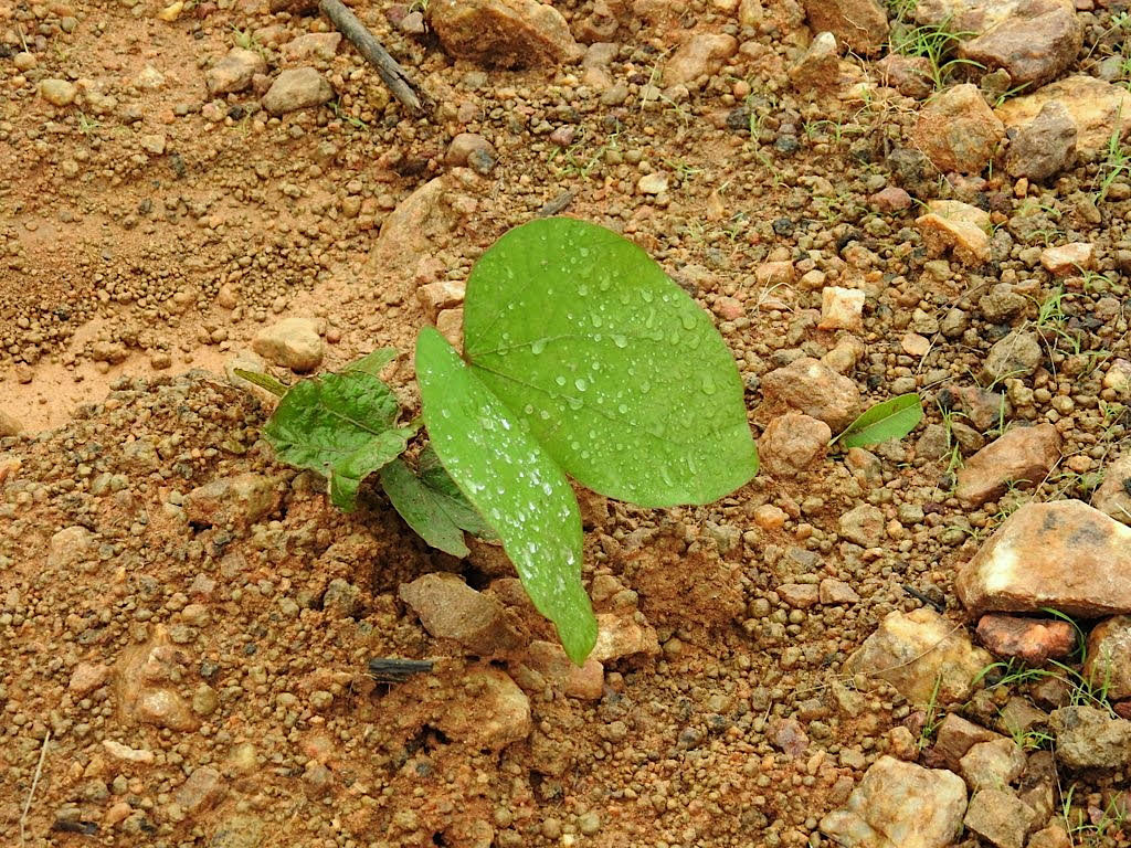 Sapling of Bauhinia vines