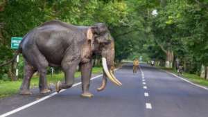 A Tusker Crossing the Odisha National Highway
