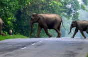 Champions to Feed Odisha Elephants
