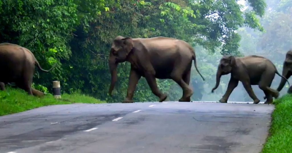 Champions to Feed Odisha Elephants