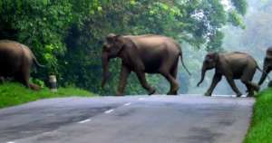 Champions to Feed Odisha Elephants