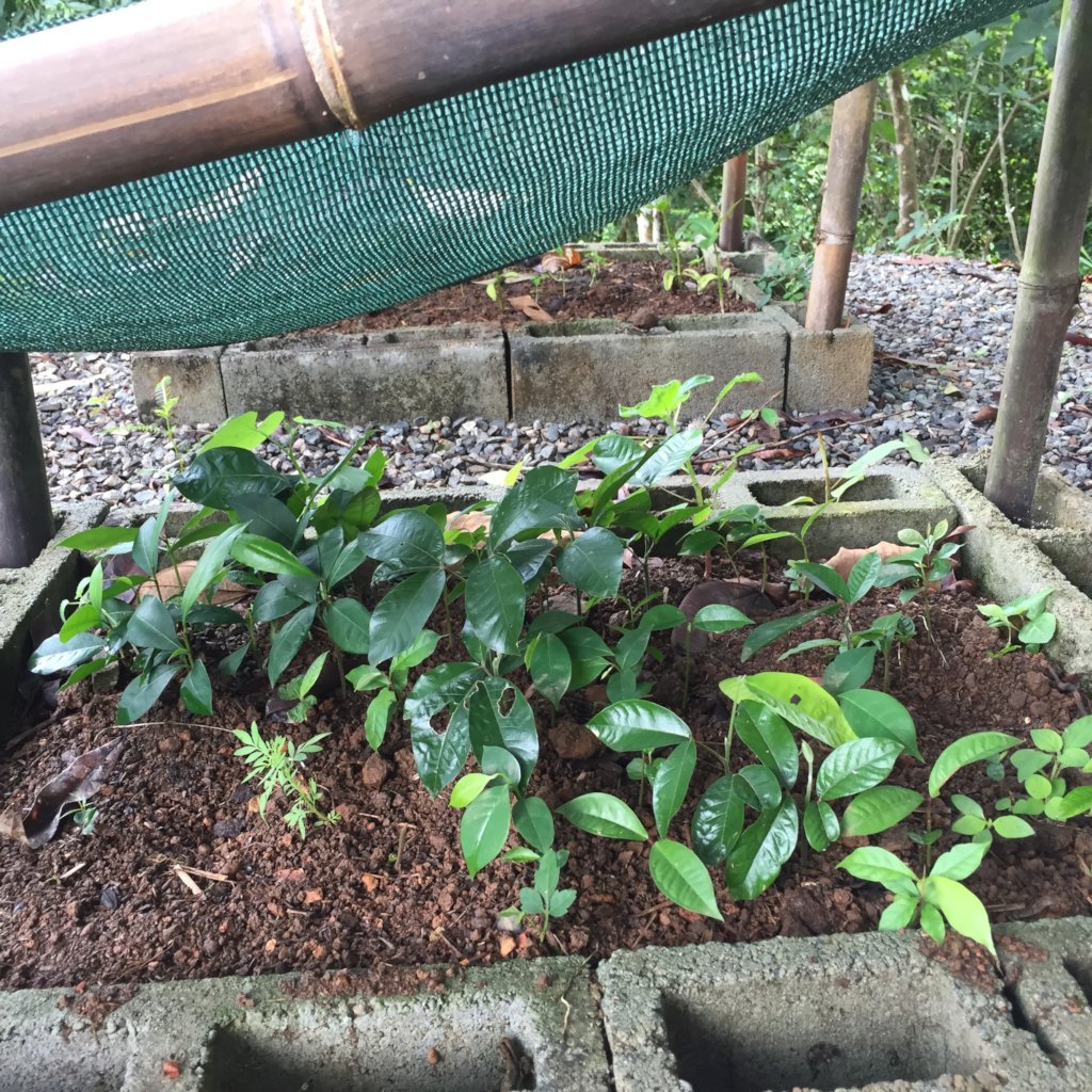 Future Forest Now: Plant 100 Trees for Earth Day