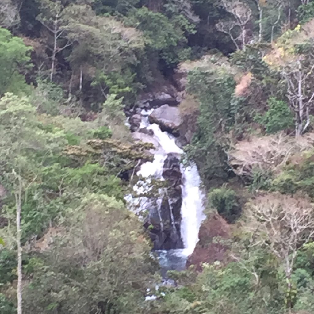 Future Forest Now: Plant 100 Trees for Earth Day