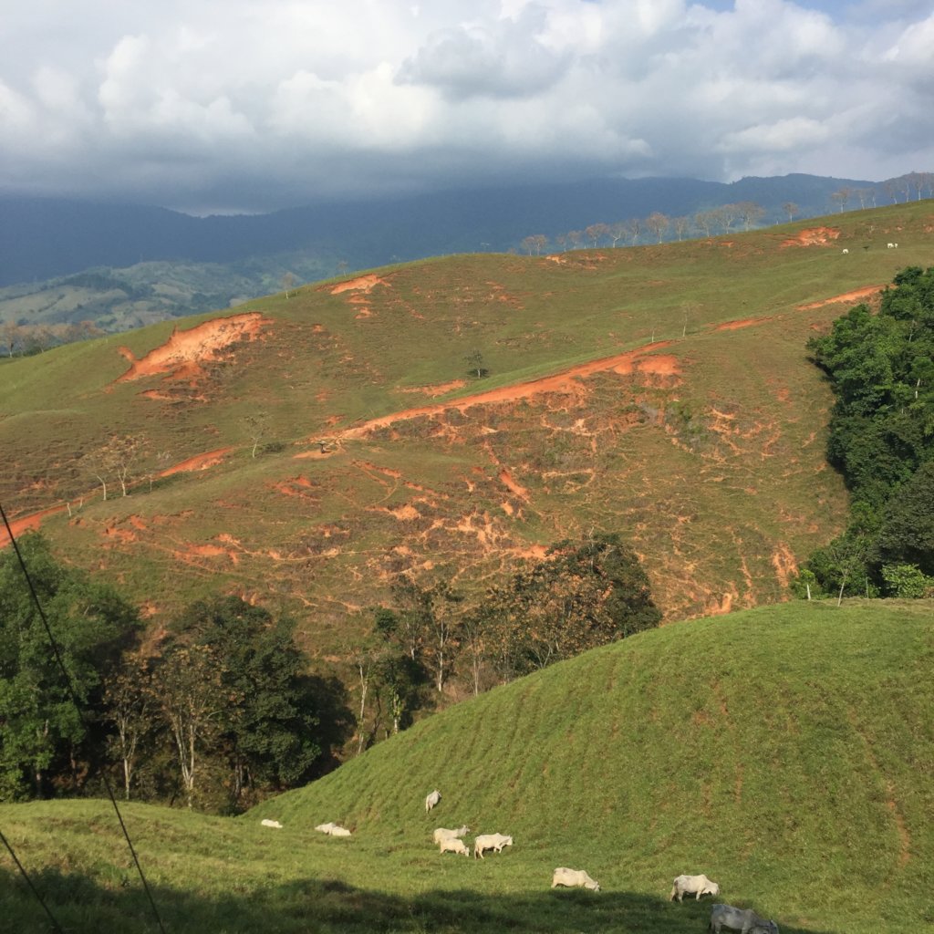 Future Forest Now: Plant 100 Trees for Earth Day