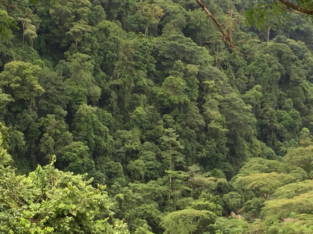 Future Forest Now: Plant 100 Trees for Earth Day