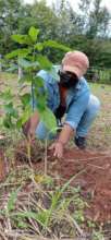 Local Resident, planting a Seedling