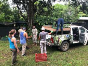 Transporting trees with volunteer's help
