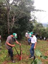 Volunteers working in a reforestation parcel