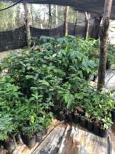 Seedlings in our Tree Nursery