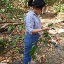 Volunteer collecting seeds