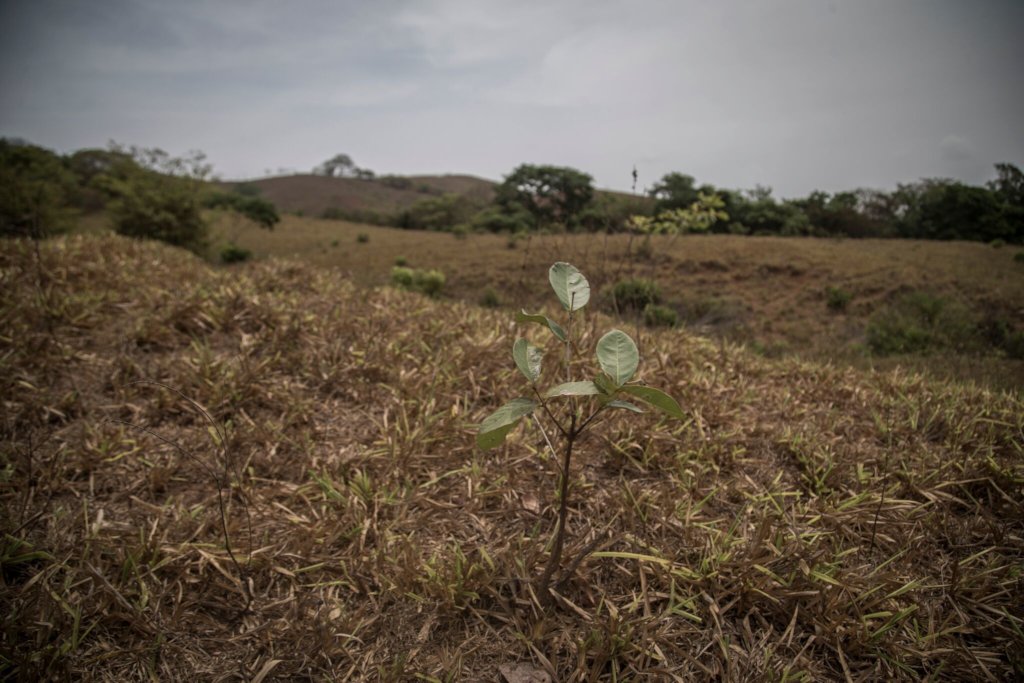 28000 trees/year to reforest Azuero Peninsula