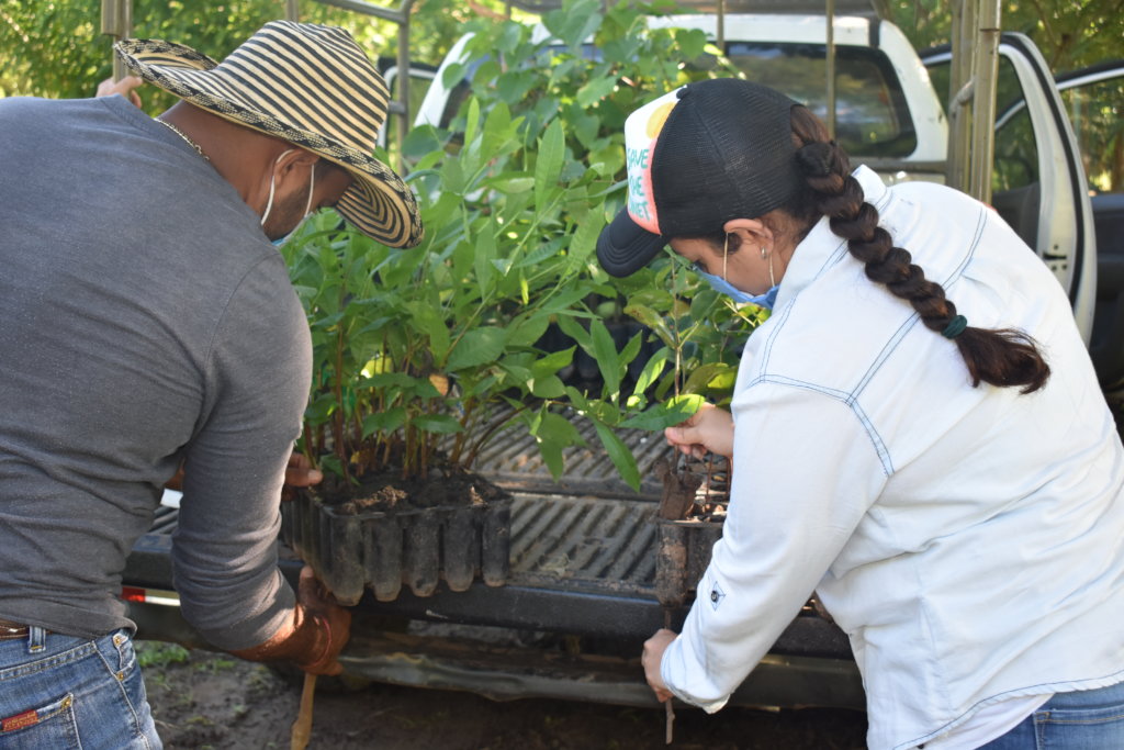 28000 trees/year to reforest Azuero Peninsula