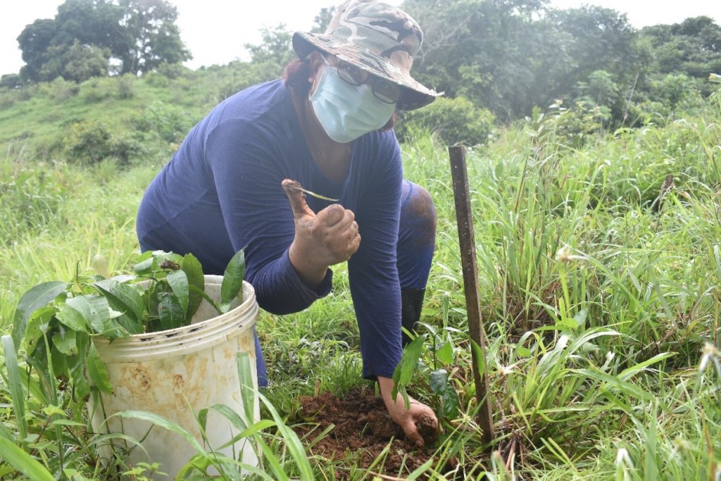 28000 trees/year to reforest Azuero Peninsula