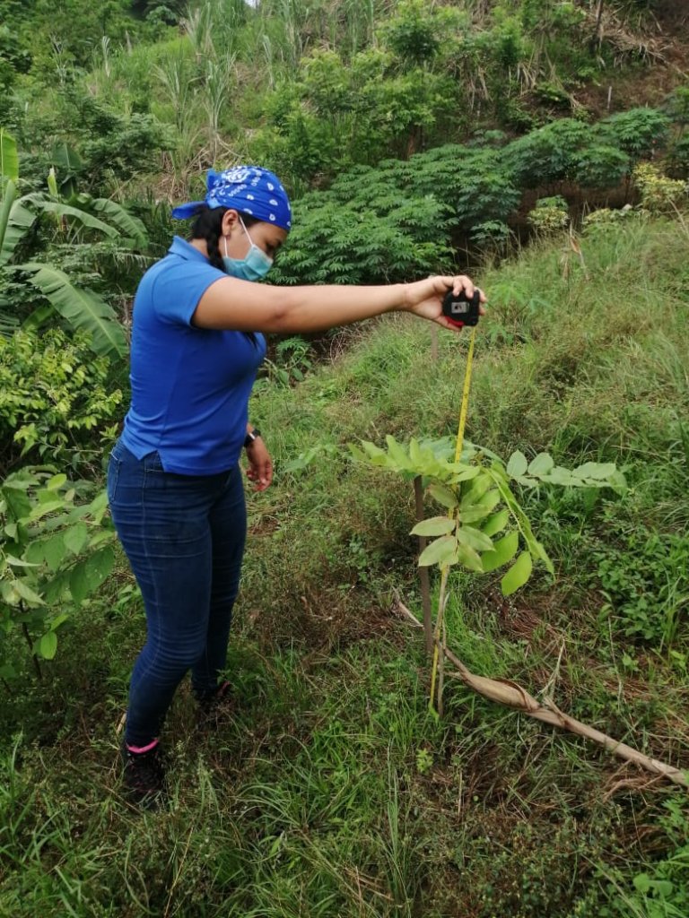 28000 trees/year to reforest Azuero Peninsula