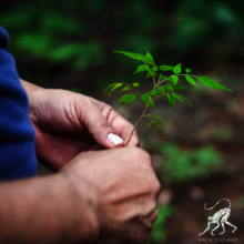 A baby jobo tree about to be planted