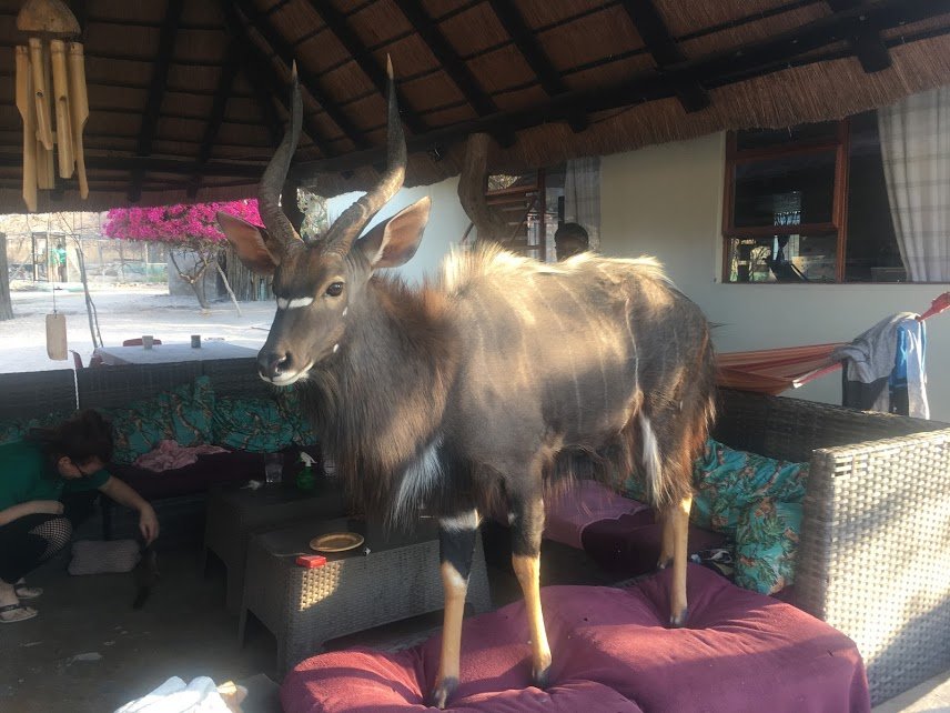 Help Nyalou get the vet care he needs!