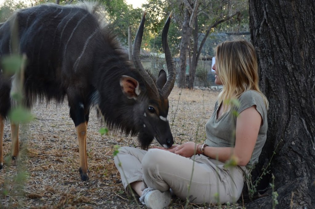 Help Nyalou get the vet care he needs!