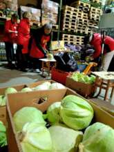 Volunteers saving cabbages. Klaipeda