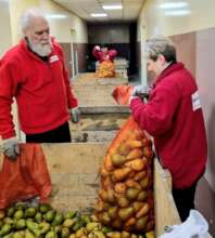 Volunteers sorting pears. Siauliai