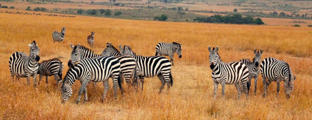 Combating Poaching & Illegal Wildlife Trafficking - GlobalGiving