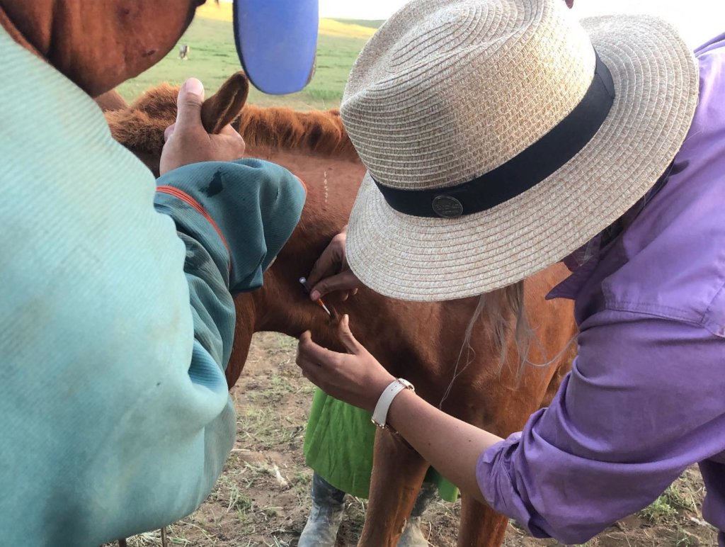 Mongolian Herder Veterinarian Training