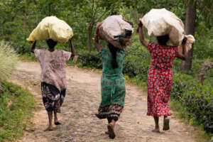 Tea picking women gather fuel