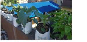 Roof Top Garden