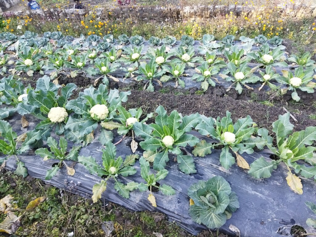 Cauliflower grown with Plastic Mulching
