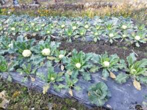 Cauliflower grown with Plastic Mulching