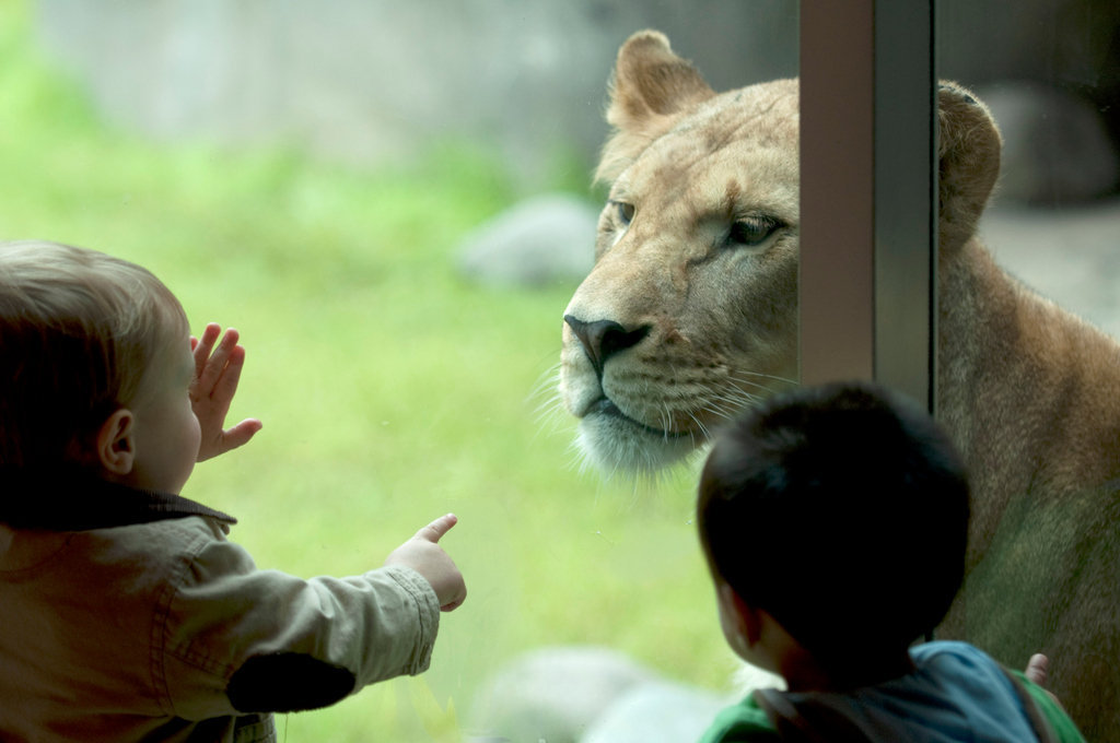 Support the Oregon Zoo Foundation