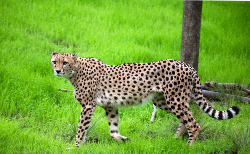 Support the Oregon Zoo Foundation