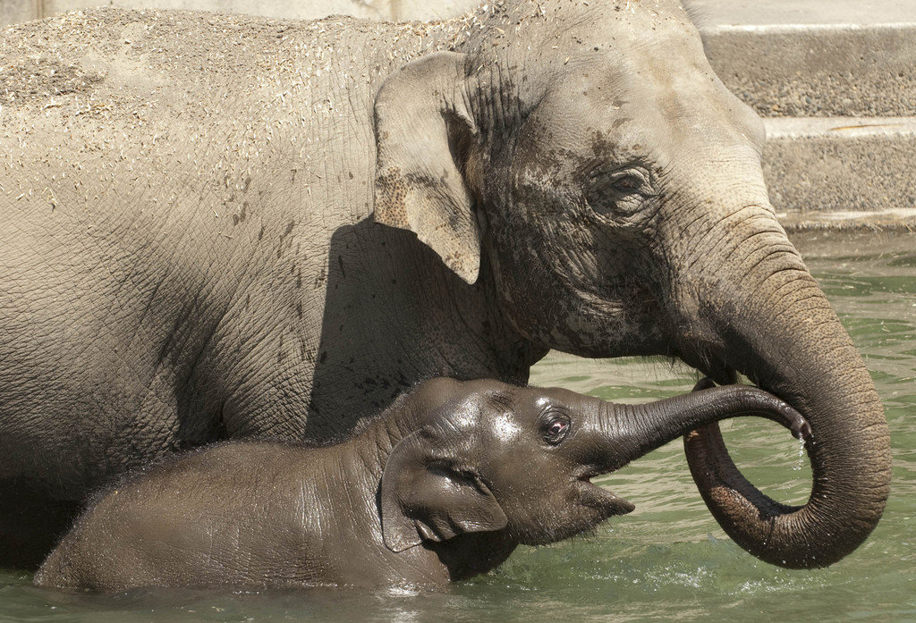 Support the Oregon Zoo Foundation