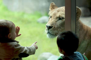 Connecting with animals at the Oregon Zoo