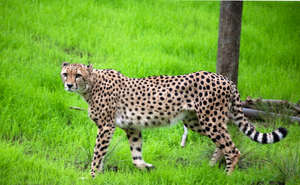 Cheetah Suseli and his exhibit help visitors learn