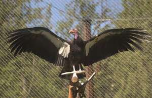 Bringing condors back from the brink of extinction