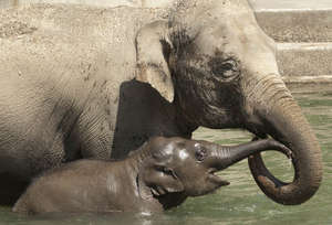 Zoo helps sustain Asian elephant populations
