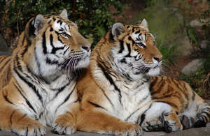 Sibling Amur tigers Mikhail and Nicole