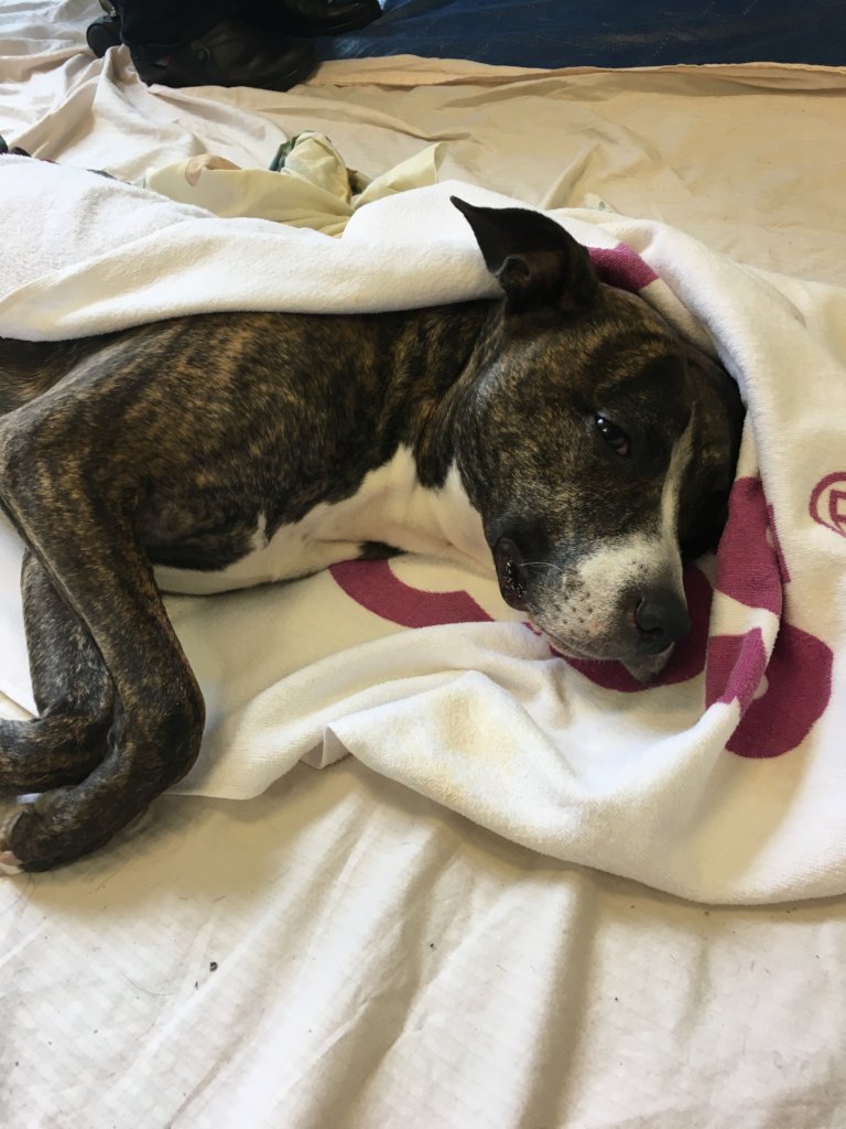 Help the Neediest Get Veterinary Care