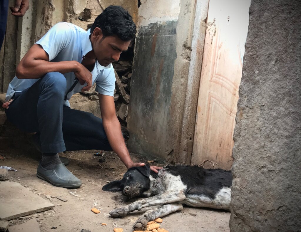Our dedicated staff rescue 1000's of animals a yea