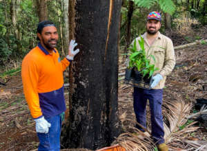 With burnt debris on a planting site