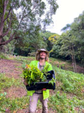 A box of trees ready to be planted!