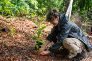 Planting trees after the Australian bushfires