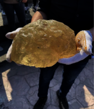 Found a brain model