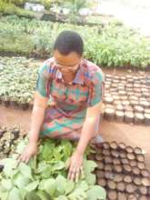 School Tree Planting Program 2021-22