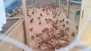 Another new alternative food production funded by