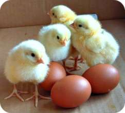 poultry farming chicks